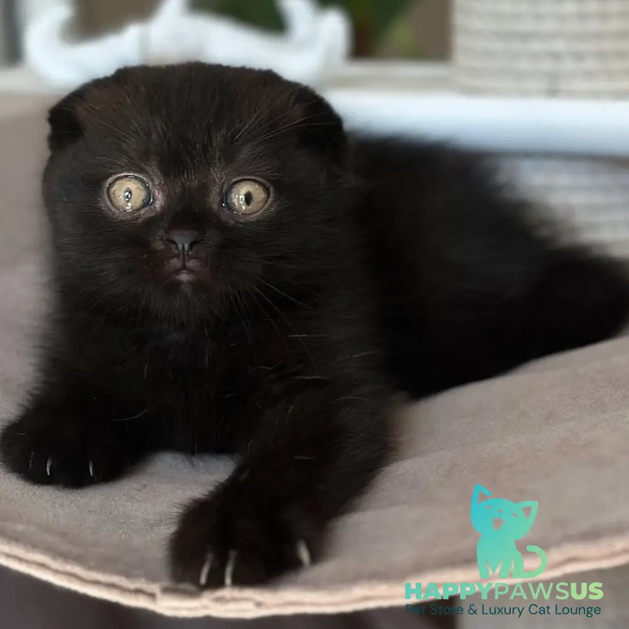 Noan Scottish Fold male black - live animals