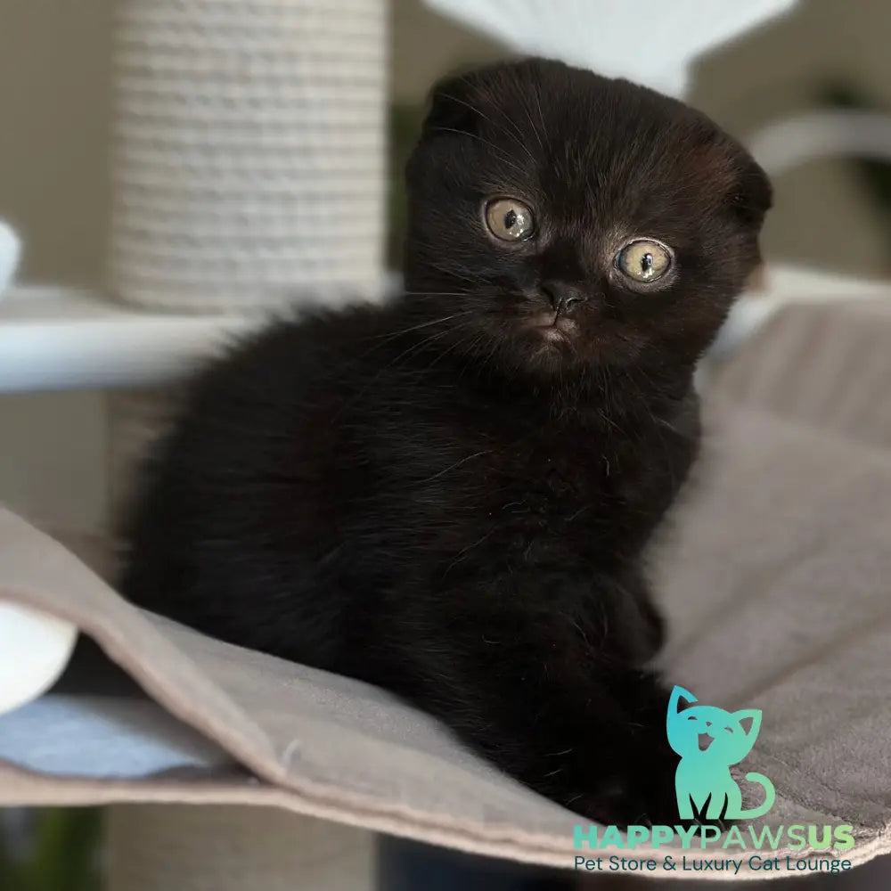 Noan Scottish Fold male black - live animals