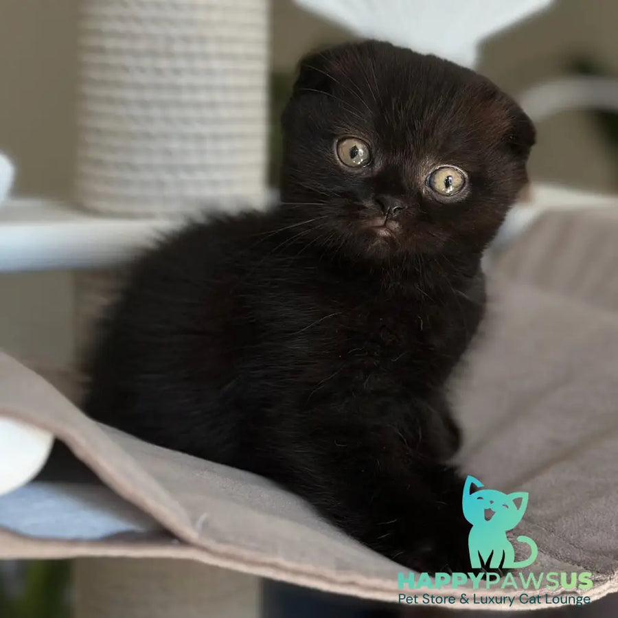 Noan Scottish Fold male black - live animals