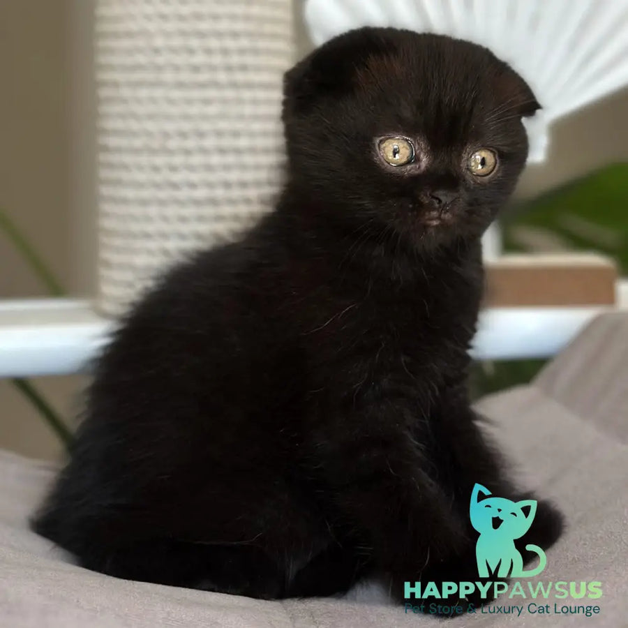 Noan Scottish Fold male black - live animals