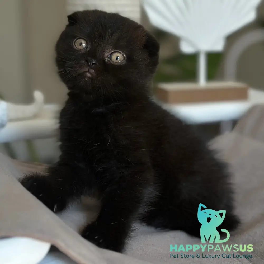 Noan Scottish Fold male black - live animals