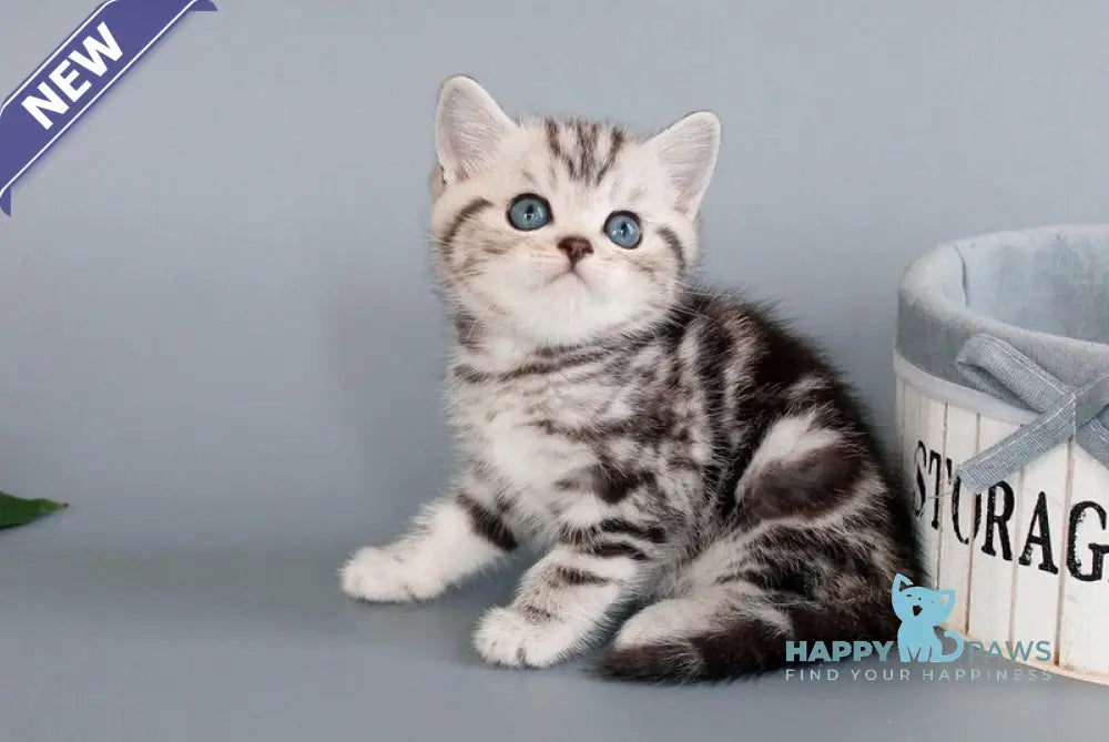 Nobl British Shorthair male black silver tabby live animals