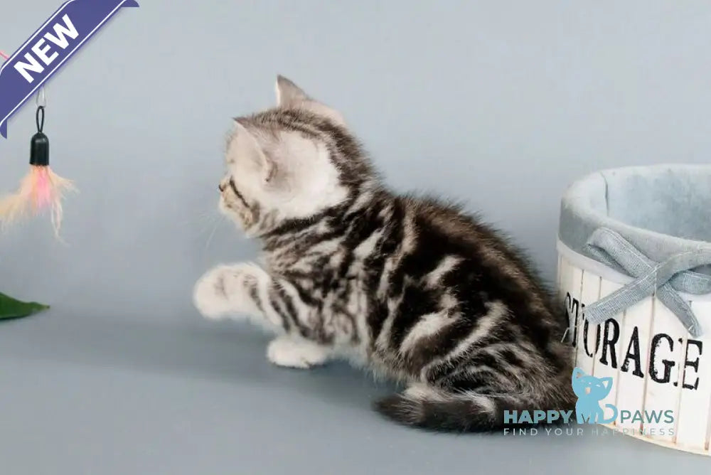 Nobl British Shorthair male black silver tabby live animals
