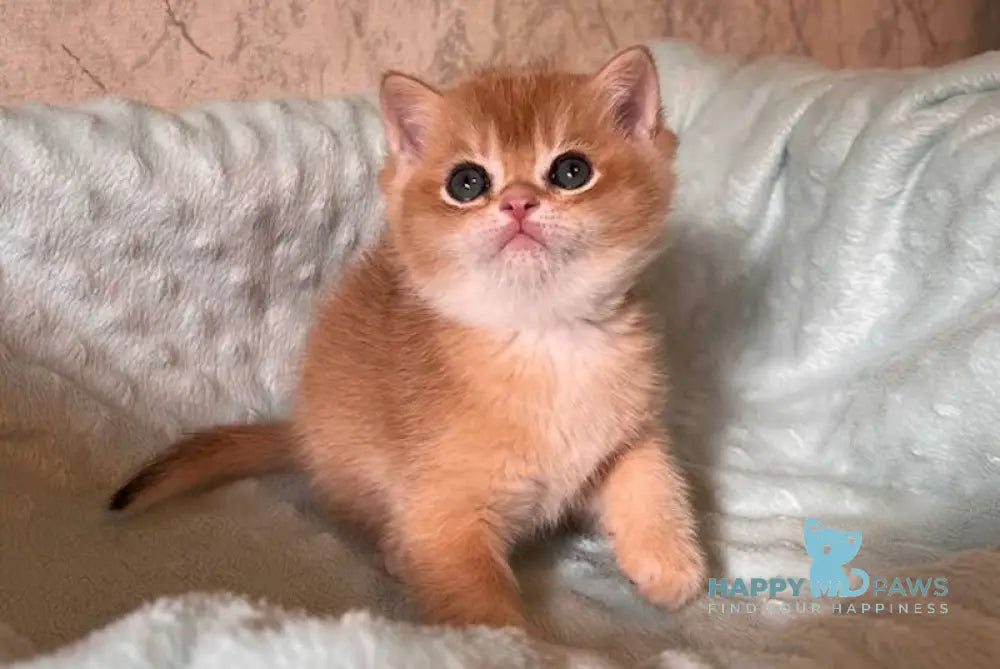 Noel British Shorthair male black golden chinchilla live animals
