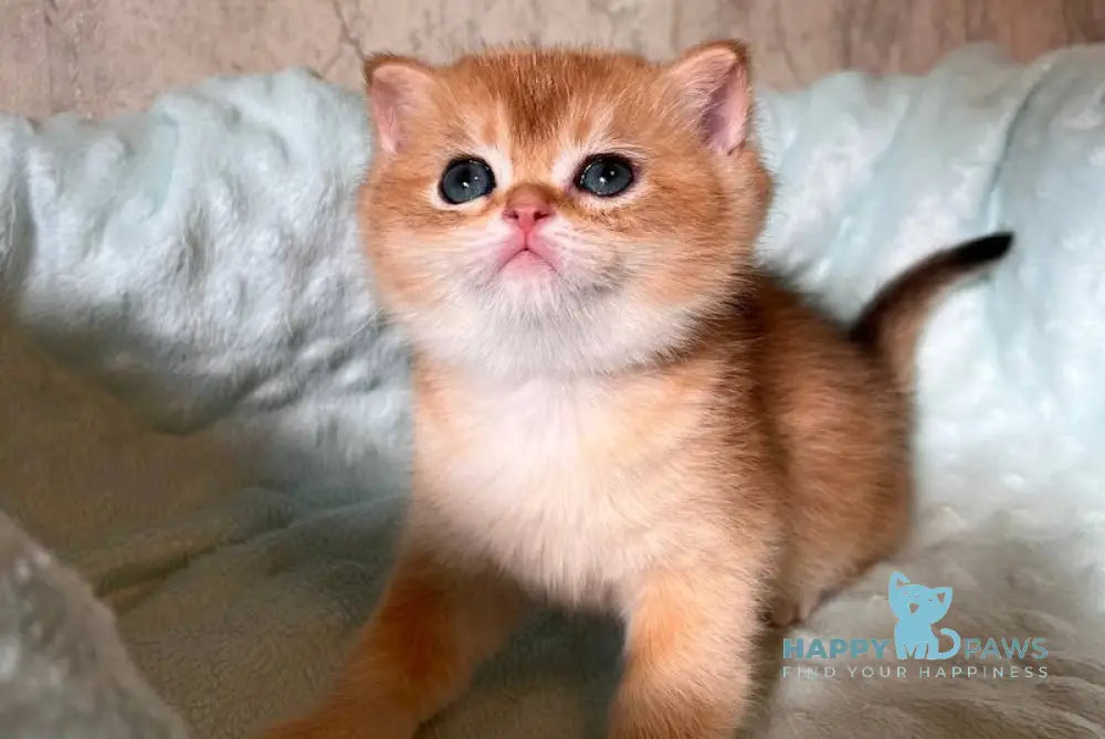 Noel British Shorthair male black golden chinchilla live animals