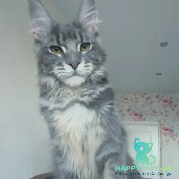 Noel Maine Coon male blue tabby - live animals