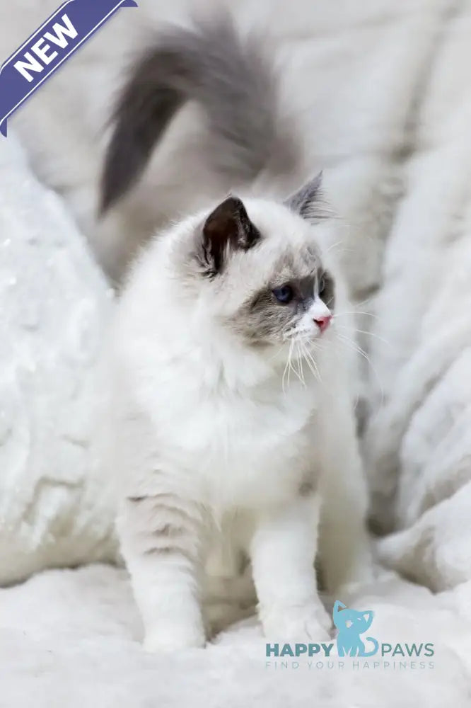 Noelle Ragdoll female blue bicolour live animals