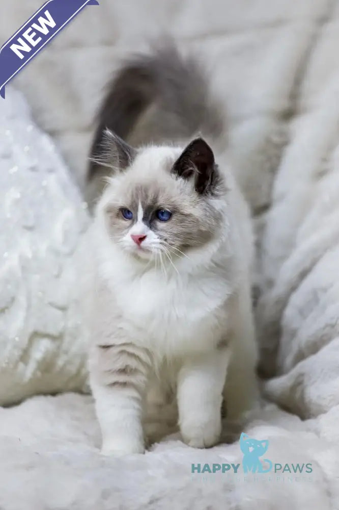 Noelle Ragdoll female blue bicolour live animals