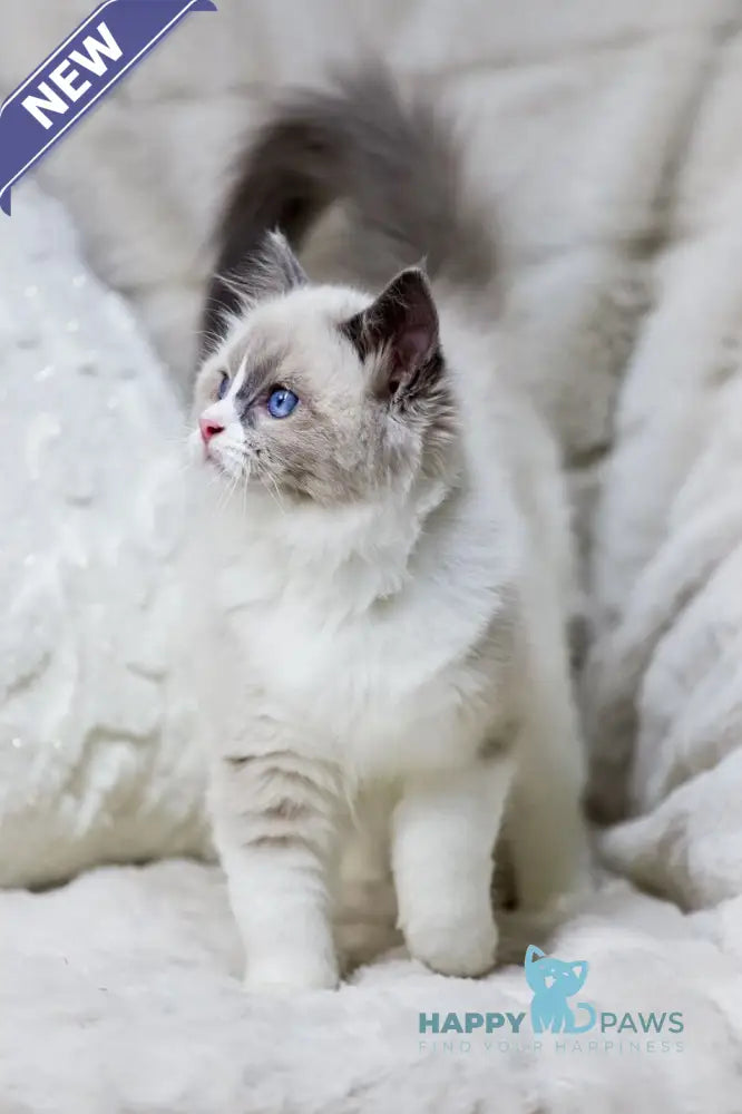Noelle Ragdoll female blue bicolour live animals