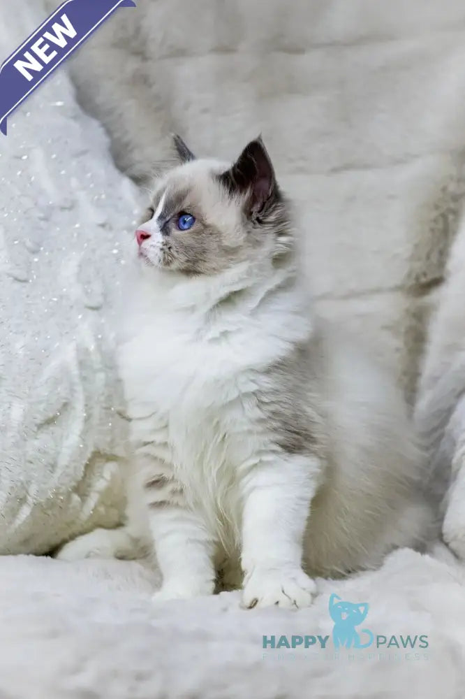 Noelle Ragdoll female blue bicolour live animals