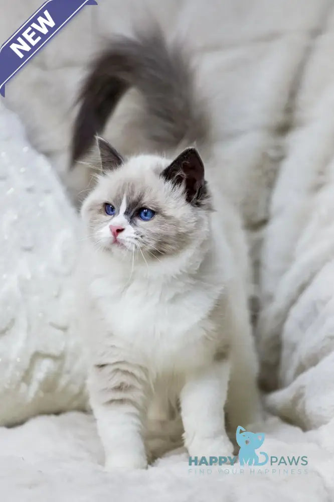 Noelle Ragdoll female blue bicolour live animals