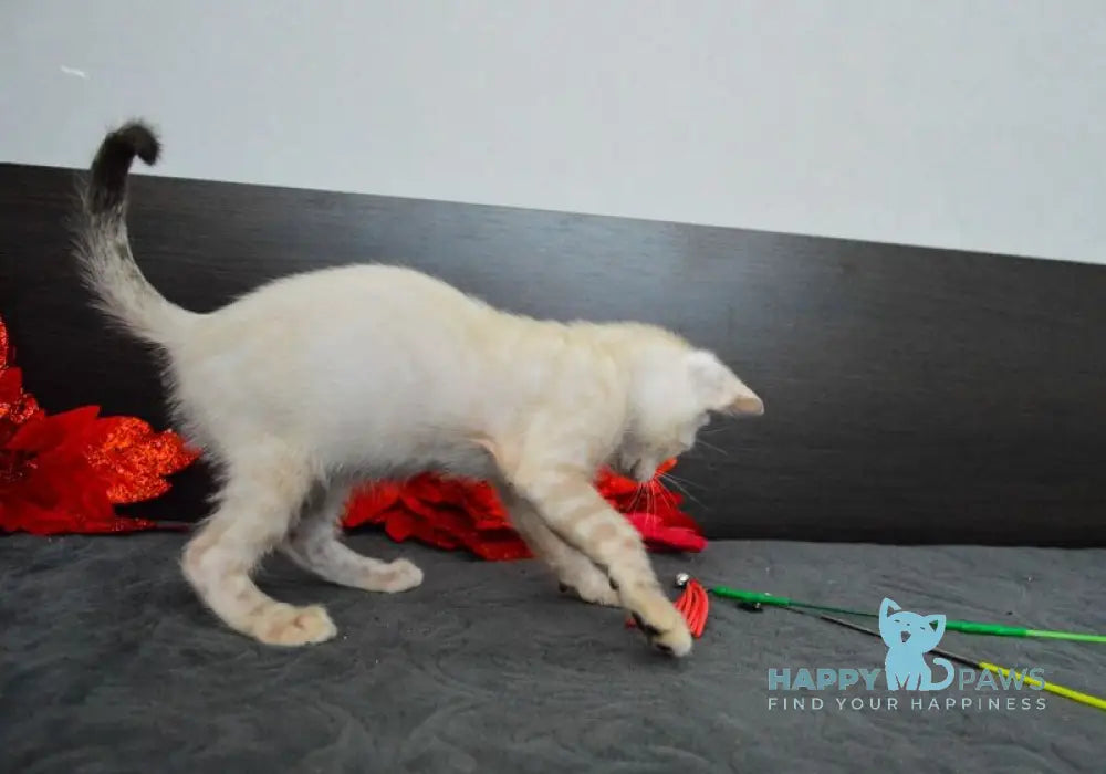 Noemi Nicole Bengal female black spotted tabby pointed live animals