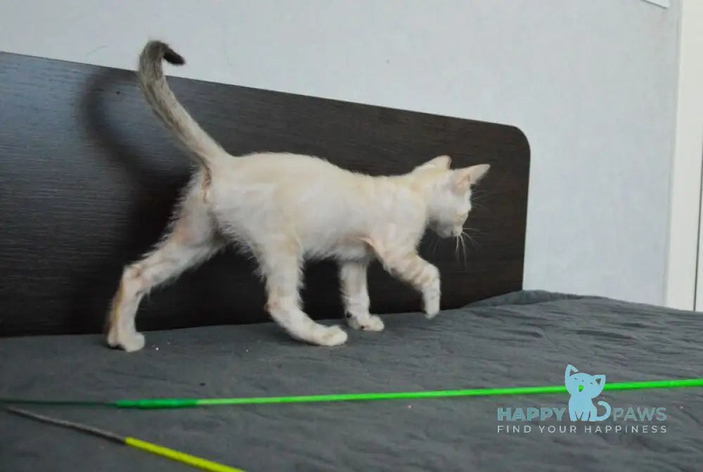 Noemi Nicole Bengal female black spotted tabby pointed live animals