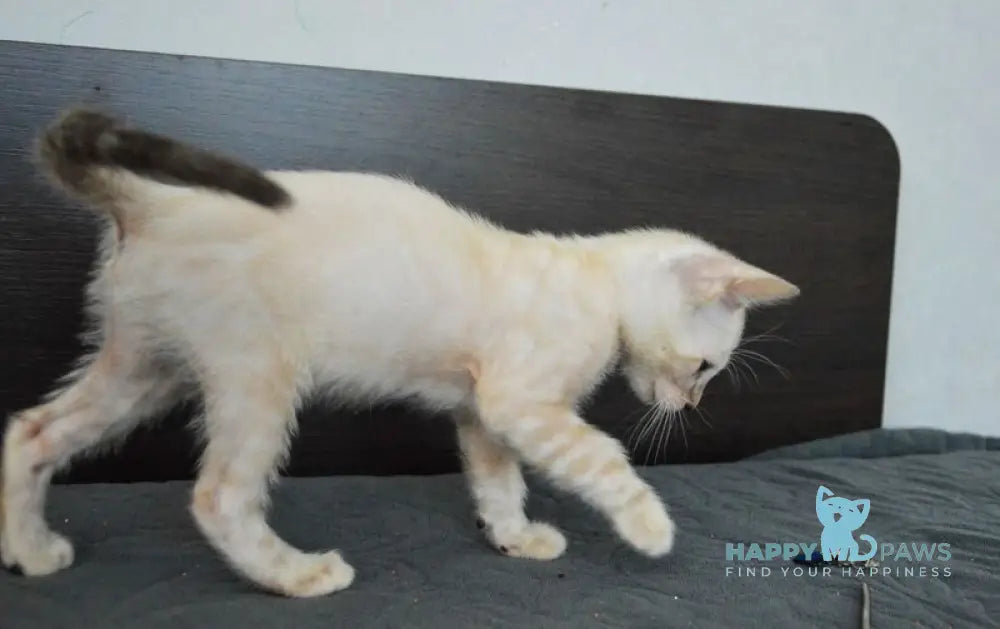 Noemi Nicole Bengal female black spotted tabby pointed live animals