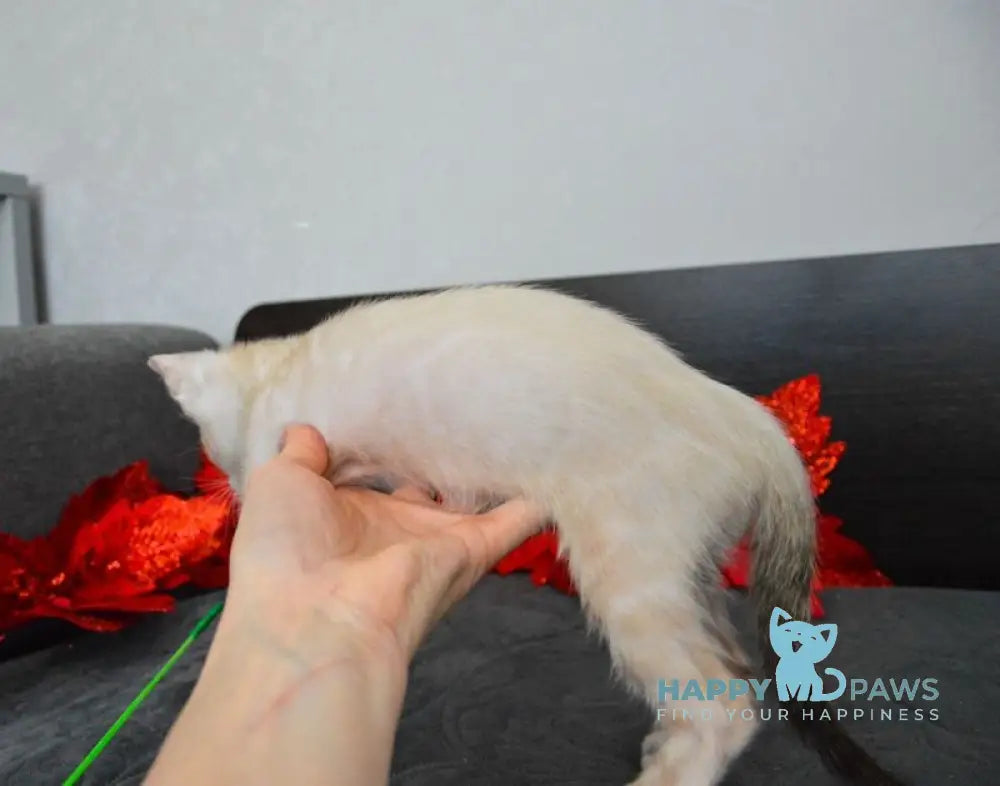 Noemi Nicole Bengal female black spotted tabby pointed live animals