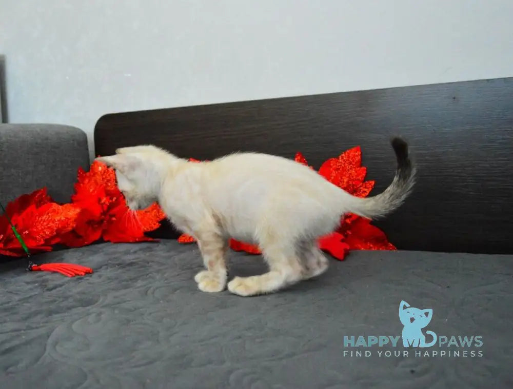 Noemi Nicole Bengal female black spotted tabby pointed live animals