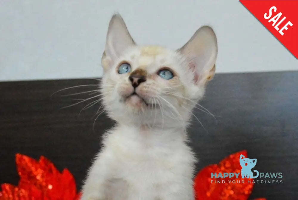 Noemi Nicole Bengal female black spotted tabby pointed live animals