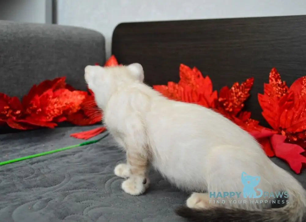 Noemi Nicole Bengal female black spotted tabby pointed live animals