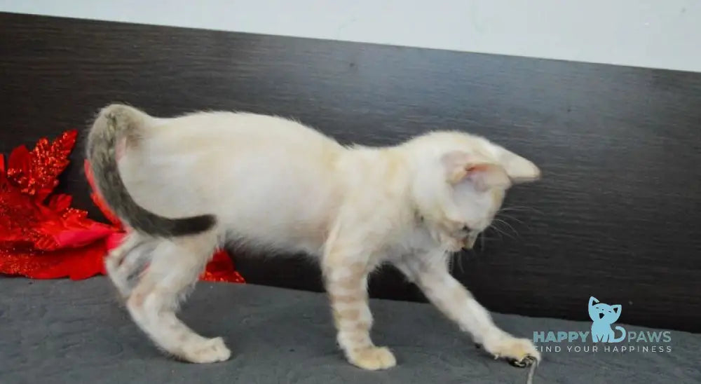 Noemi Nicole Bengal female black spotted tabby pointed live animals