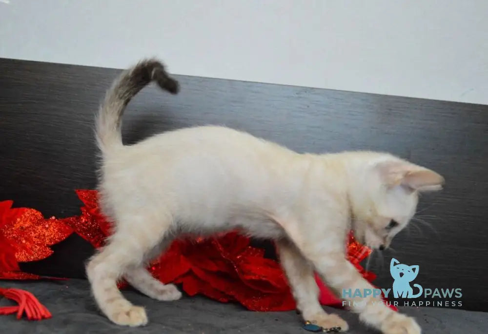 Noemi Nicole Bengal female black spotted tabby pointed live animals