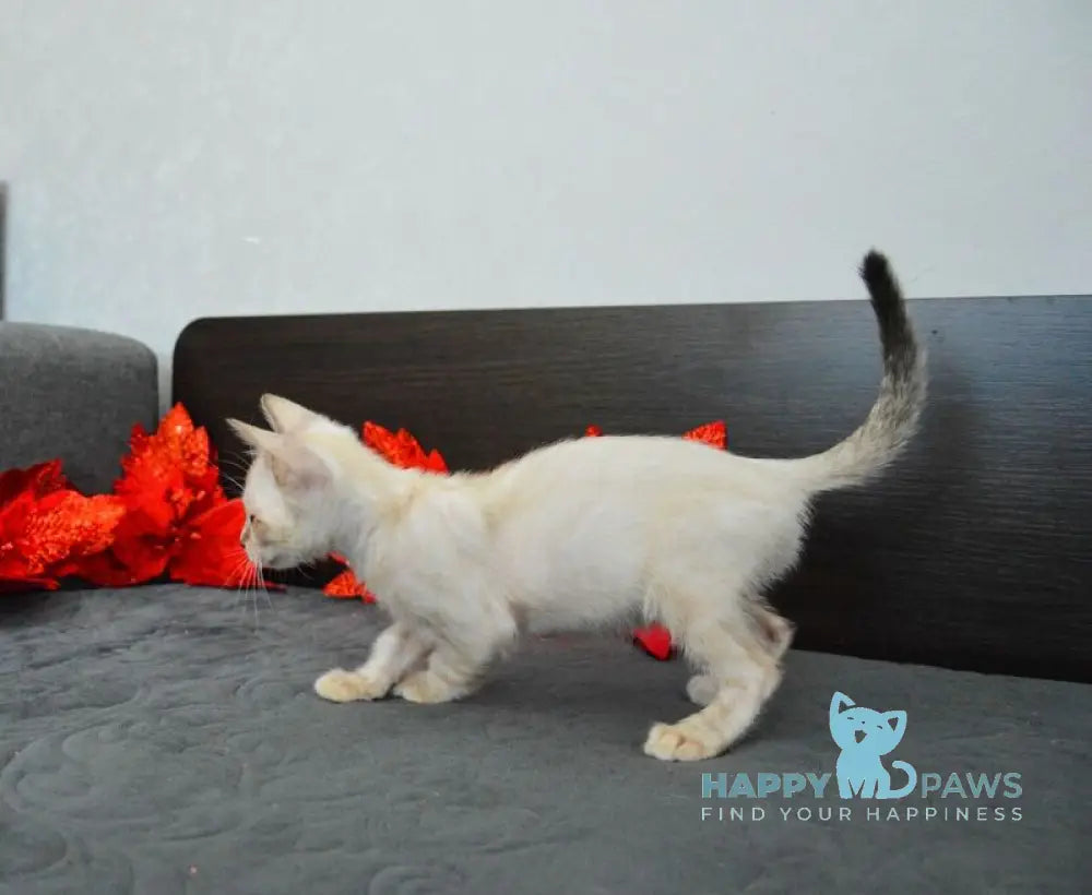 Noemi Nicole Bengal female black spotted tabby pointed live animals