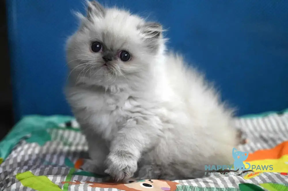 Noemy Persian female blue pointed live animals