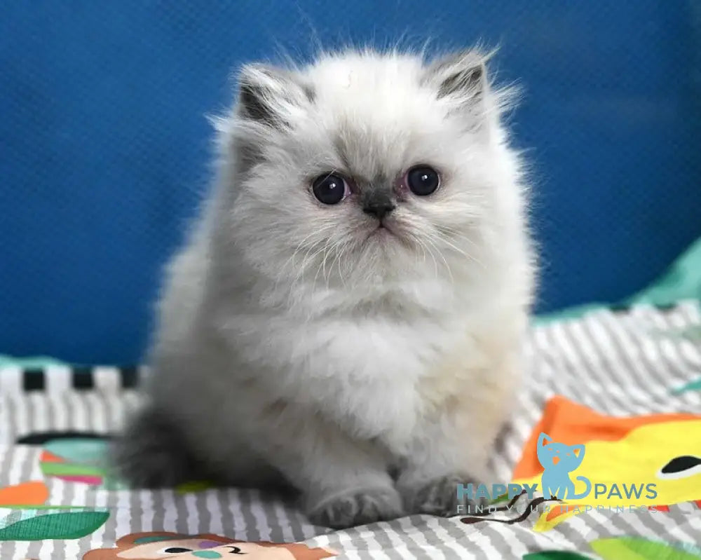 Noemy Persian female blue pointed live animals