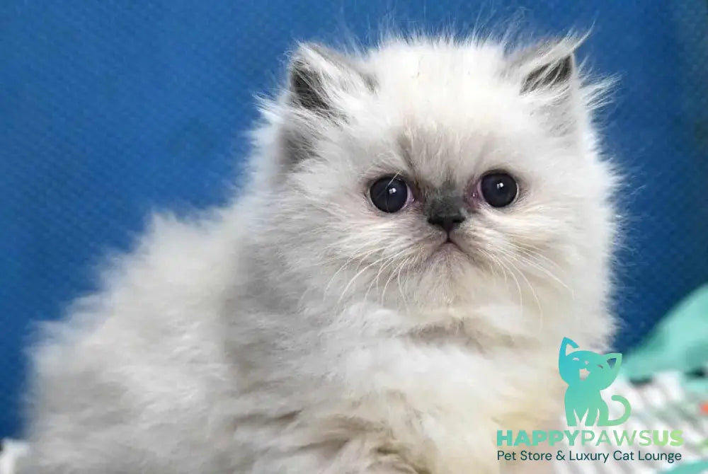 Noemy Persian female blue pointed live animals