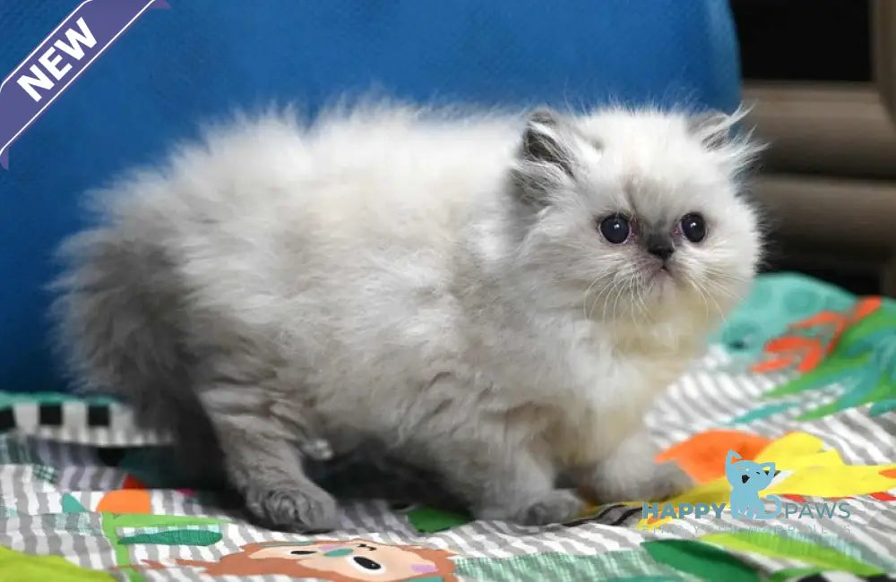 Noemy Persian female blue pointed live animals