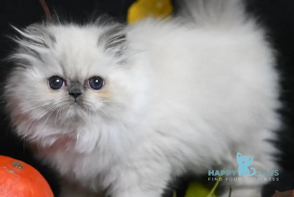 Noemy Persian female blue pointed live animals