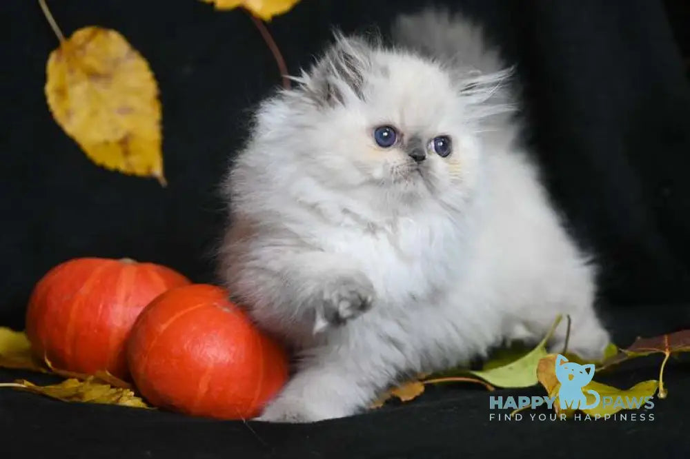 Noemy Persian female blue pointed live animals