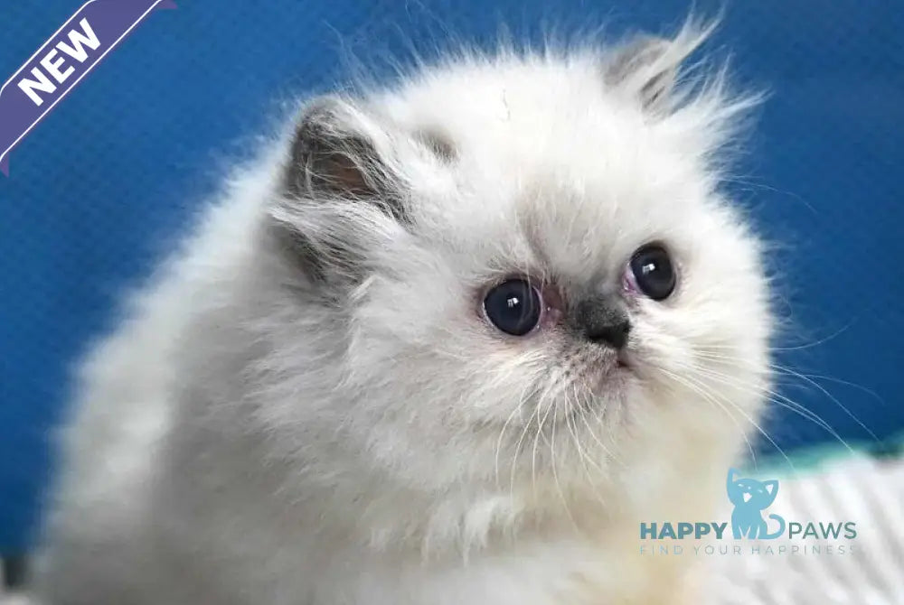 Noemy Persian female blue pointed live animals