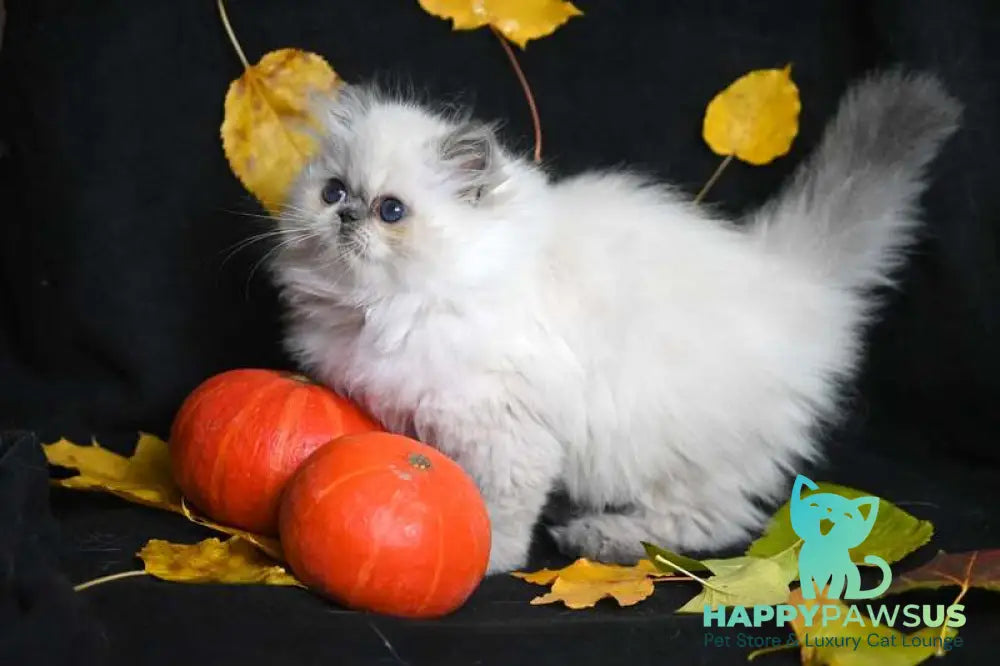 Noemy Persian female blue pointed live animals