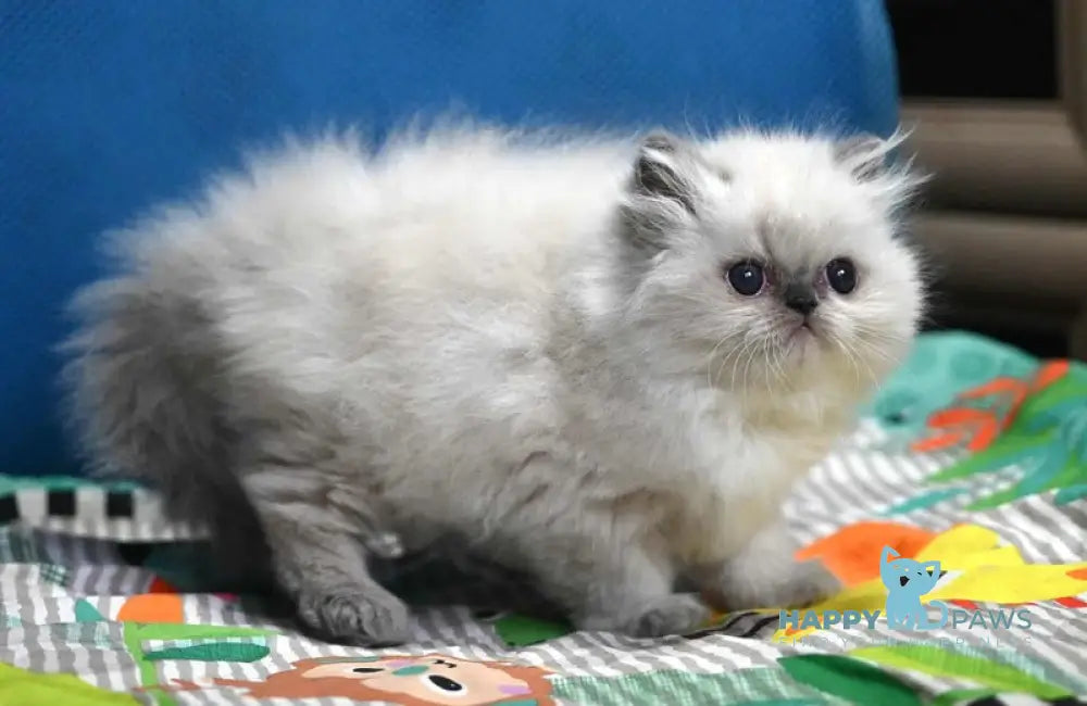 Noemy Persian female blue pointed live animals