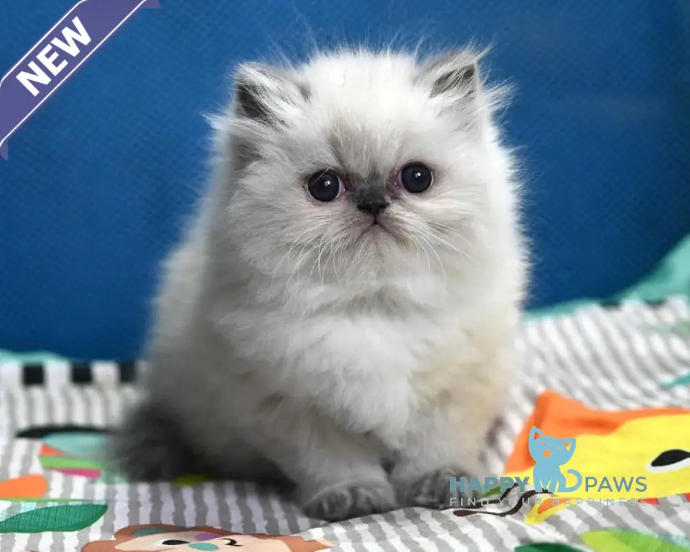 Noemy Persian female blue pointed live animals