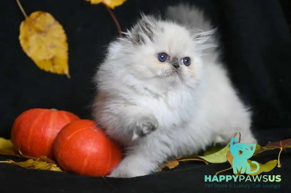 Noemy Persian female blue pointed live animals
