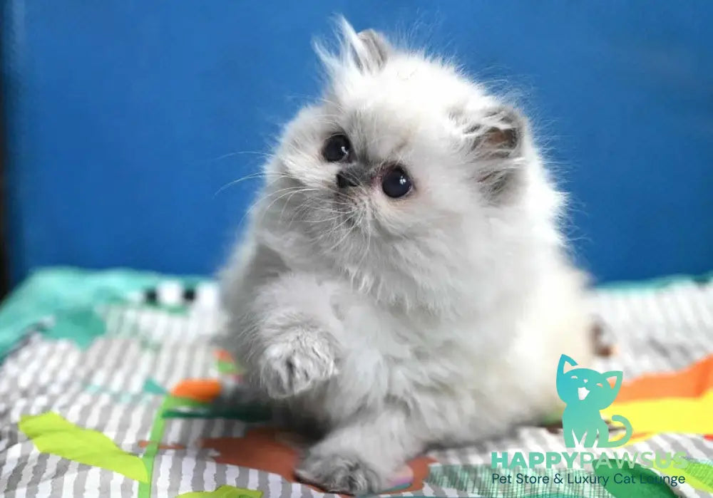 Noemy Persian female blue pointed live animals