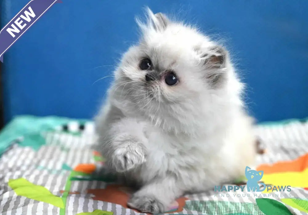 Noemy Persian female blue pointed live animals