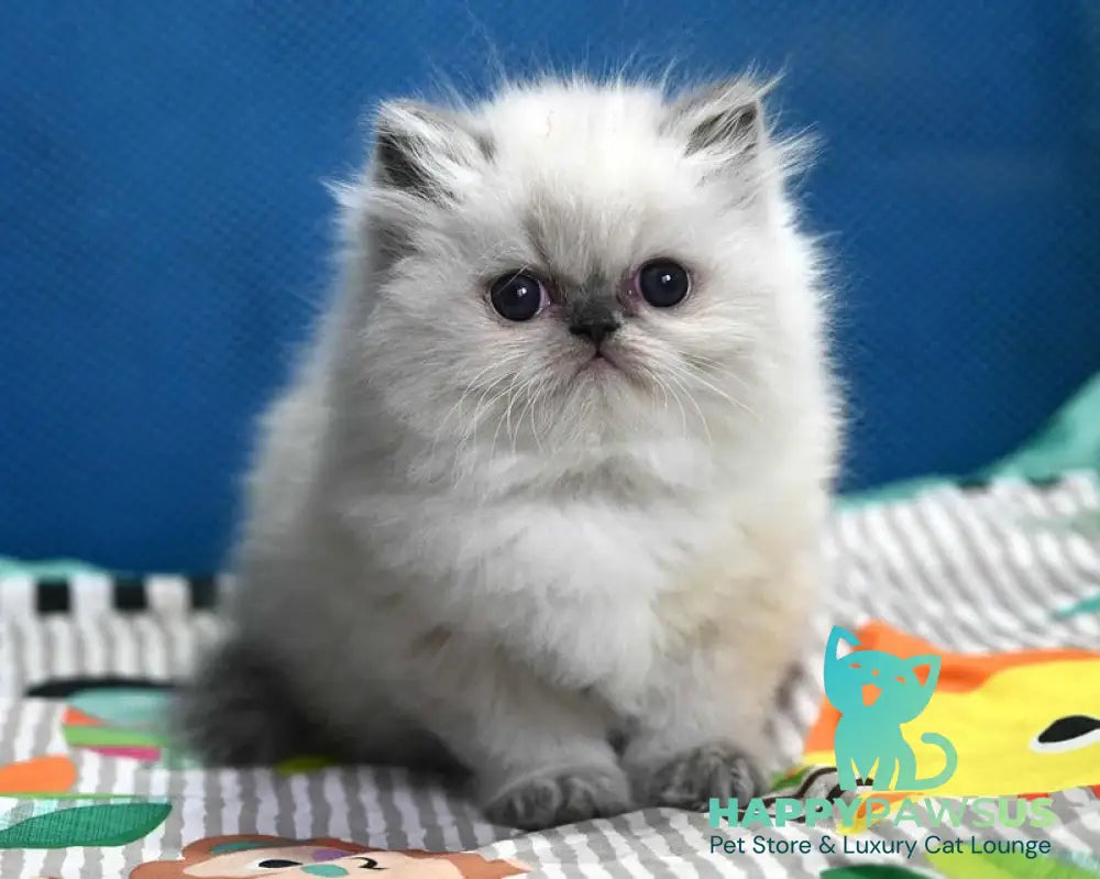 Noemy Persian female blue pointed live animals