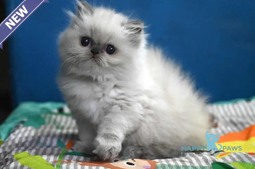 Noemy Persian female blue pointed live animals