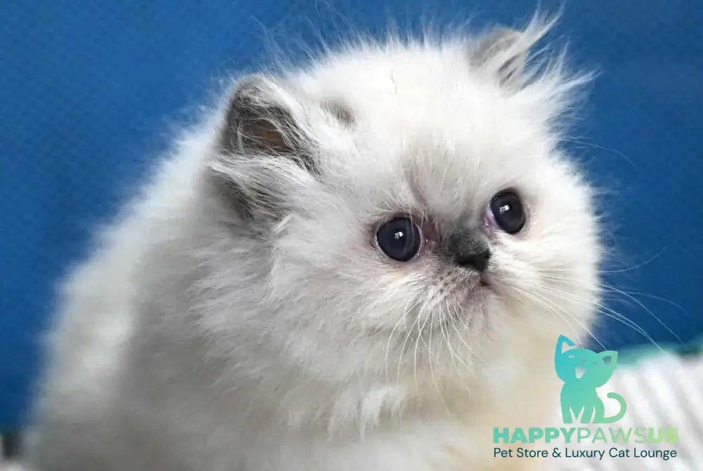 Noemy Persian female blue pointed live animals