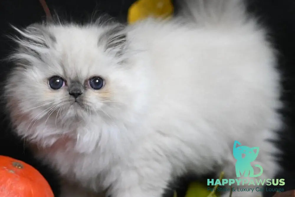 Noemy Persian female blue pointed live animals
