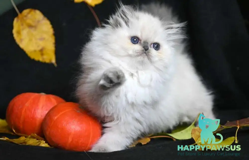 Noemy Persian female blue pointed live animals