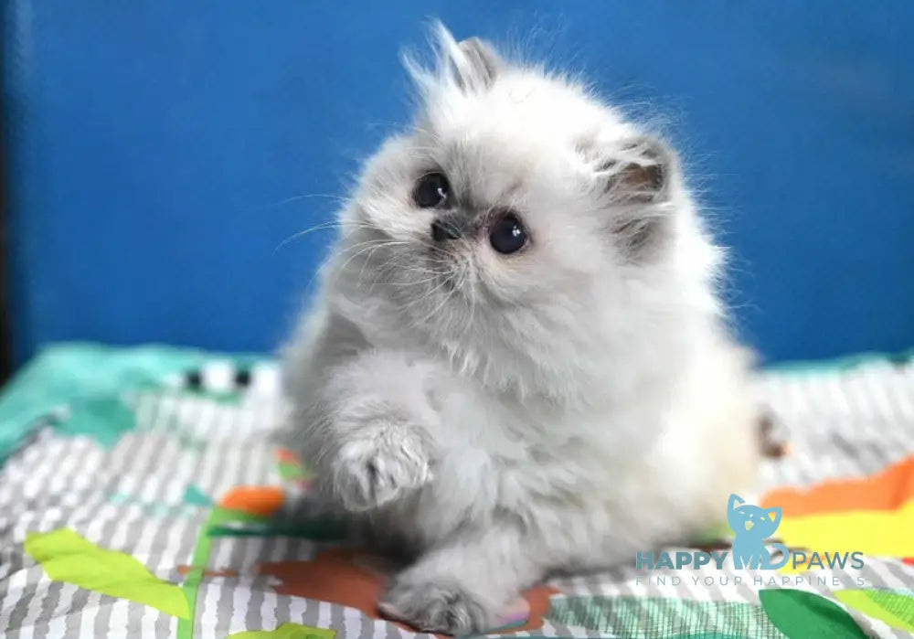 Noemy Persian female blue pointed live animals