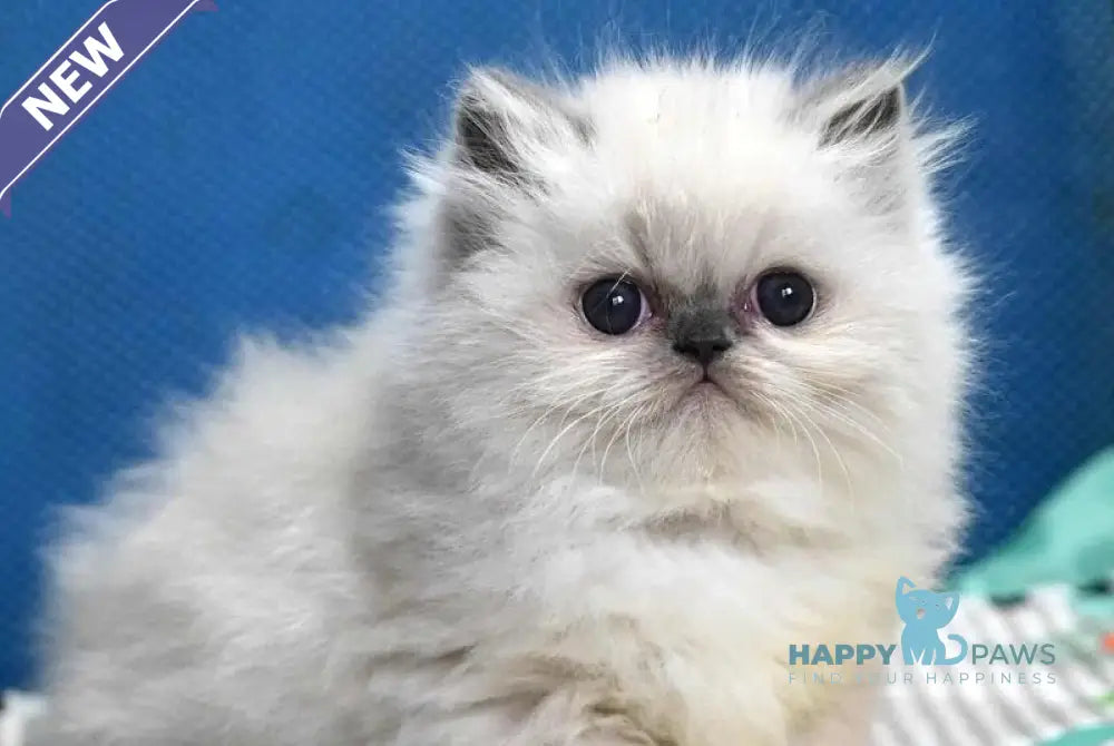 Noemy Persian female blue pointed live animals