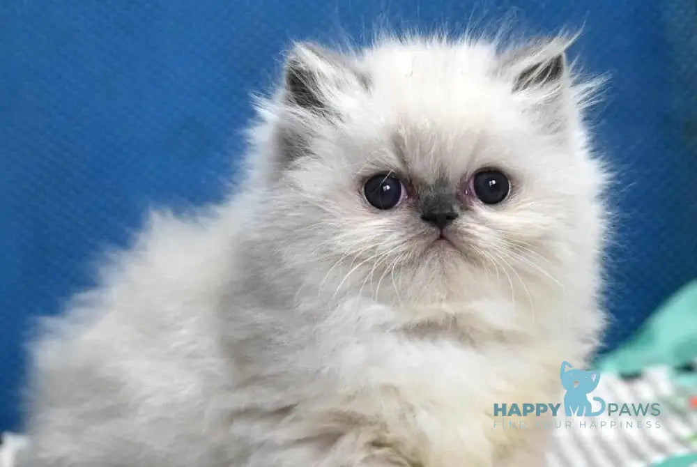 Noemy Persian female blue pointed live animals