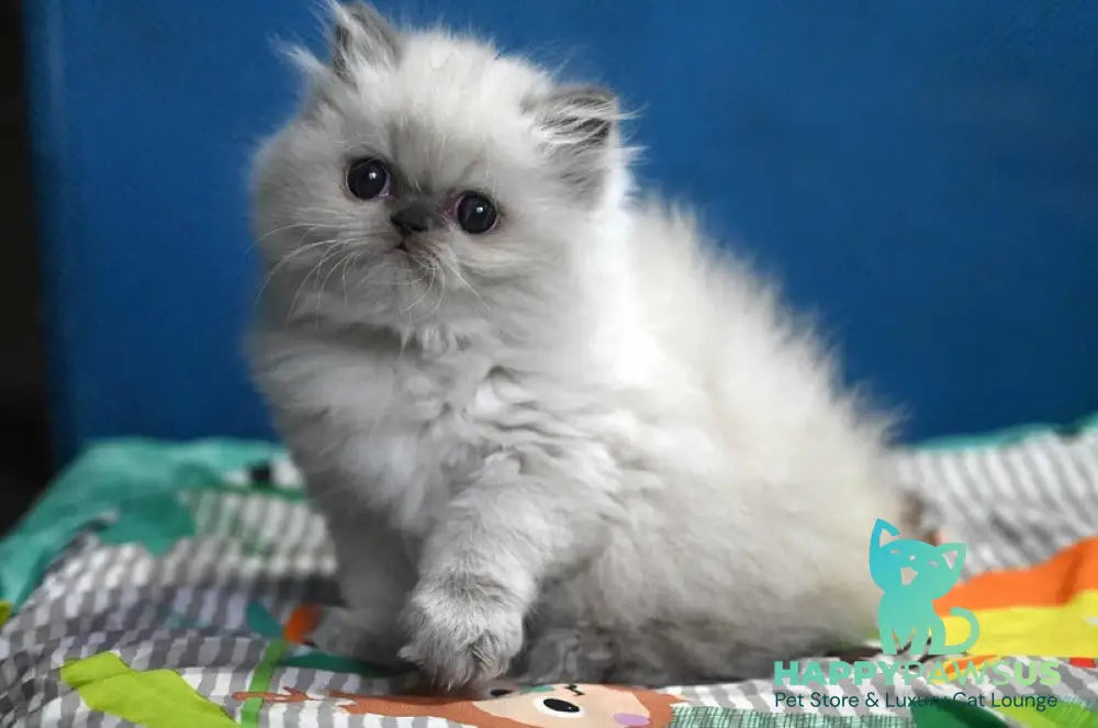 Noemy Persian female blue pointed live animals