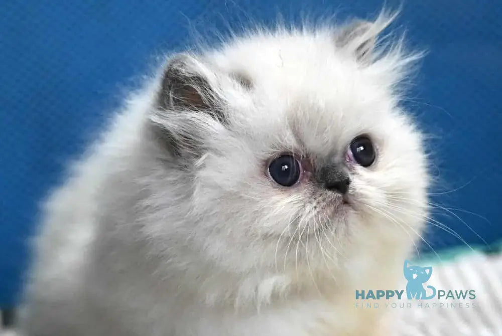 Noemy Persian female blue pointed live animals