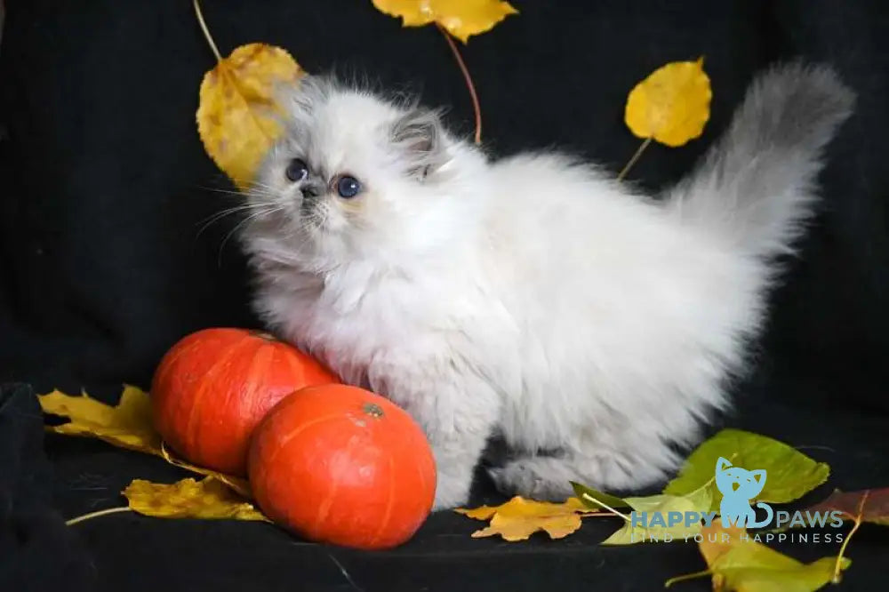 Noemy Persian female blue pointed live animals