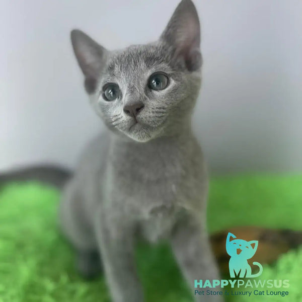Noi Russian Blue male blue - live animals